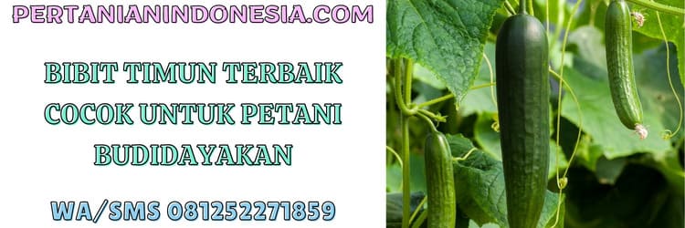 bibit,timun,terbaik,bibit timun,petani